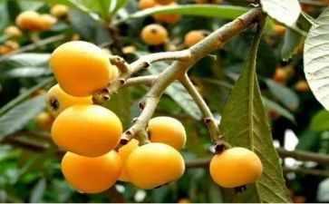 描写摘枇杷的作文7篇