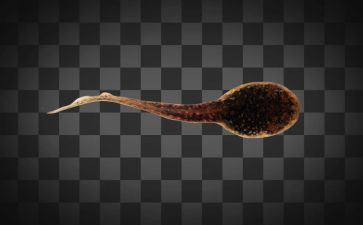 中班画蝌蚪教案8篇