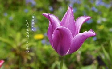 八月份教师工作总结7篇