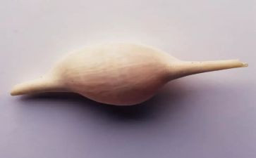 贝壳船作文模板6篇