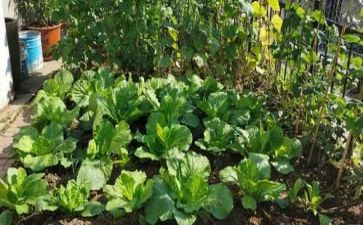 蔬菜营养多大班教案5篇