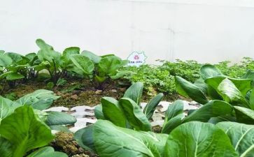 湘菜调查报告范文6篇