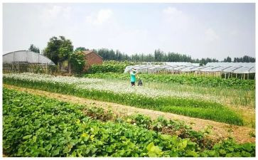 湘菜调查报告范文最新8篇