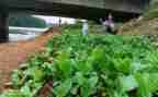 湘菜调查报告范文推荐8篇