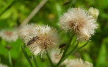 草房子草房子的读后感最新7篇