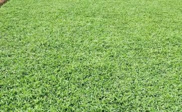 狗尾巴草读后感6篇