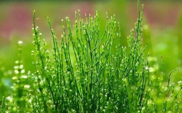过草地读后感6篇