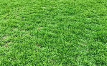 爱护花草树木倡议书5篇