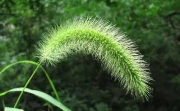 爱护花草树倡议书8篇