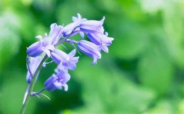 草房子的阅读后感优质7篇