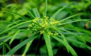 鲁迅野草读后感5篇