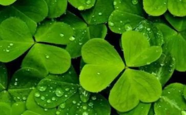 《《草房子》》读后感6篇