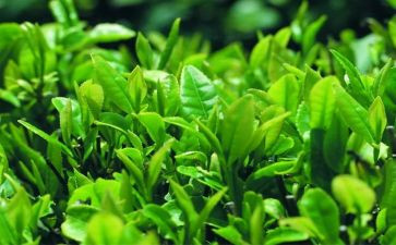 茶艺课培训心得体会8篇