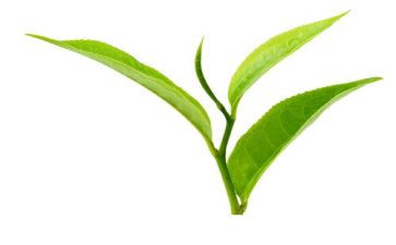 茶专业心得体会6篇