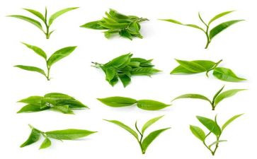 茶活动讲话稿精选5篇