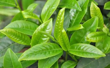 茶的自述作文模板8篇