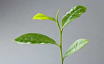 奶茶店的个人工作总结5篇