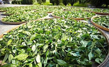 茶的自述作文推荐6篇