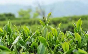 茶店的心得体会7篇