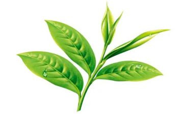 对茶艺的心得体会7篇