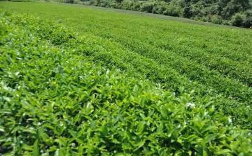 对茶艺的心得体会通用6篇