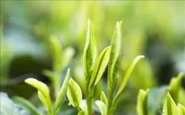 大班茶文化活动方案5篇