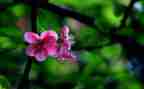 小学生写春节的作文6篇