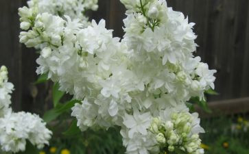 《丁香结》的读后感5篇