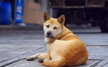 介绍狗的作文300字5篇