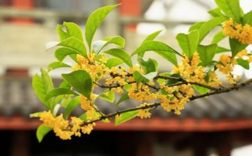 桂花糖教案模板8篇