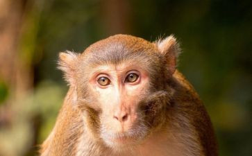 小班小猴子教案7篇