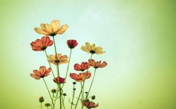 小花巾教案8篇