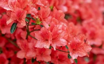 菊花魂的作文模板8篇