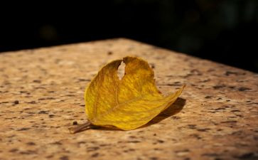 秋天的怀念教学反思精选7篇