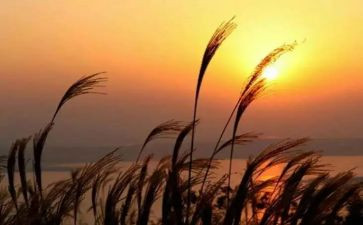 秋天的怀念教学反思教学反思通用8篇