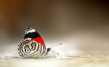 蝴蝶画教案模板5篇