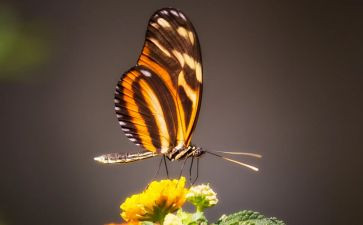 蝴蝶教案精选6篇