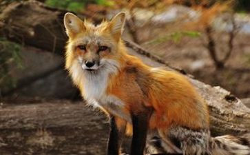 不起的狐狸爸爸读后感优质6篇