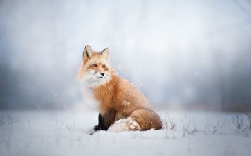 不起的狐狸爸爸读后感5篇