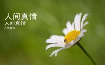 写真情的作文500字推荐8篇