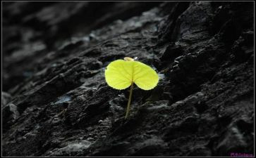 我坚强作文优秀6篇