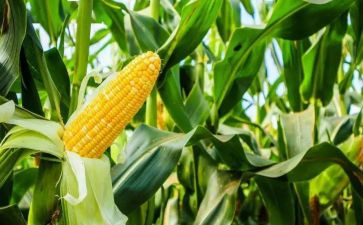 玉米收买卖合同6篇