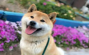 敝开心屝作文5篇