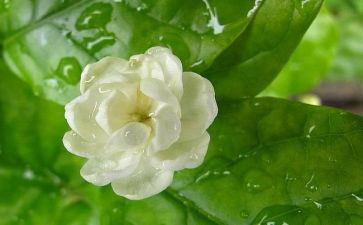 大班《茉莉花》教案6篇