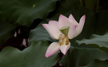 写榴莲的作文600字6篇