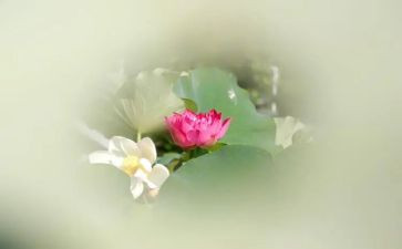莲花的教案优秀6篇