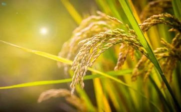 粮食节心得参考6篇