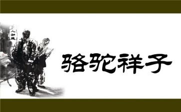 骆驼和样读后感优秀6篇