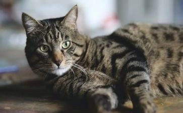 狗猫鼠读书心得体会5篇
