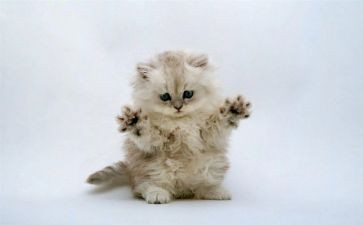 我的猫演讲稿优质5篇
